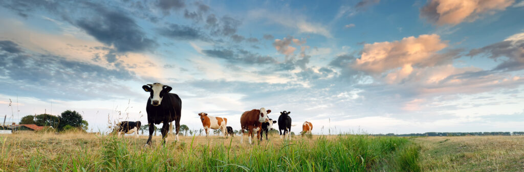 Pasture-raised beef