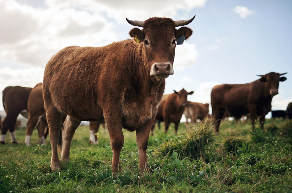 sc beef farms