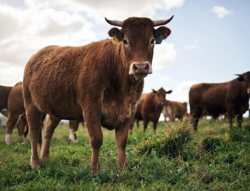 A Look At The Positive Economic Effect of Raising Beef in South Carolina