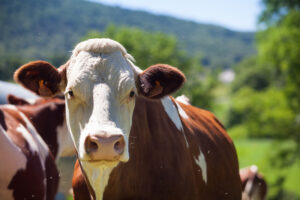 Organic beef farming