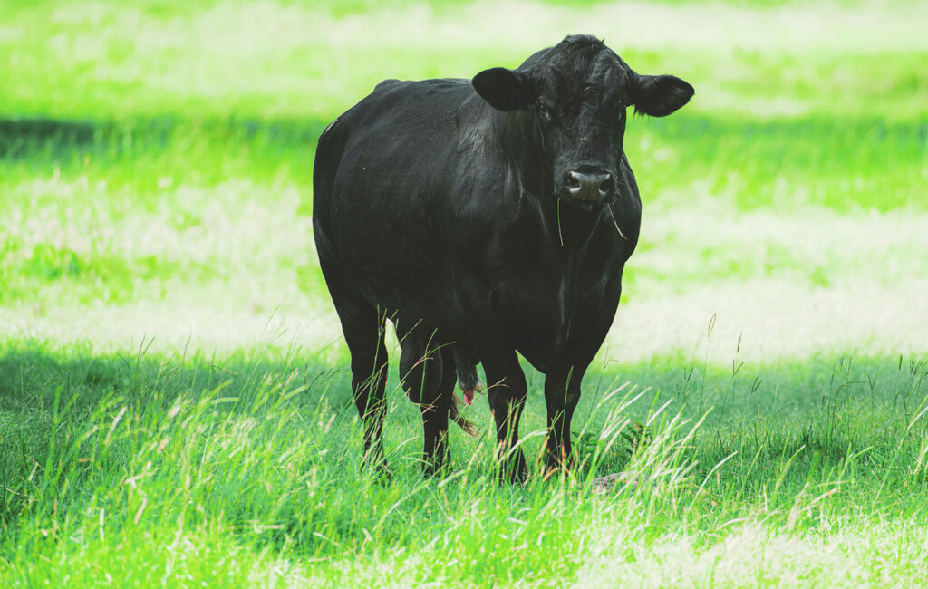 Angus Beef cow, one of the breeds of cattle