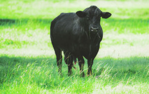 Angus Beef cow breeds of cattle