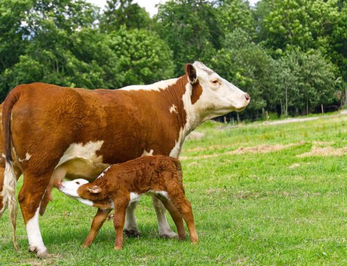 The Beef Life Cycle in South Carolina