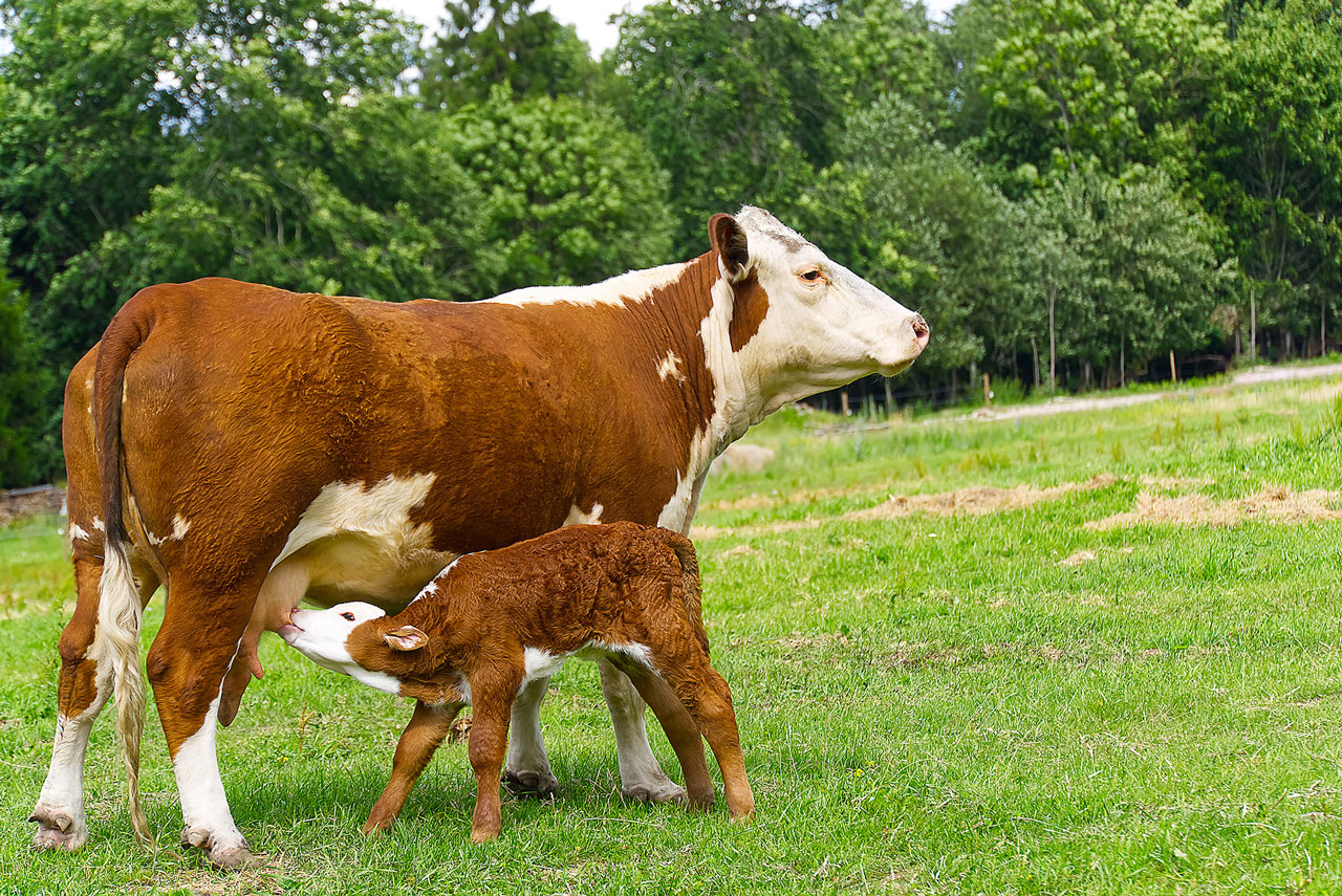 Calf feeding on milk, beef life cycle