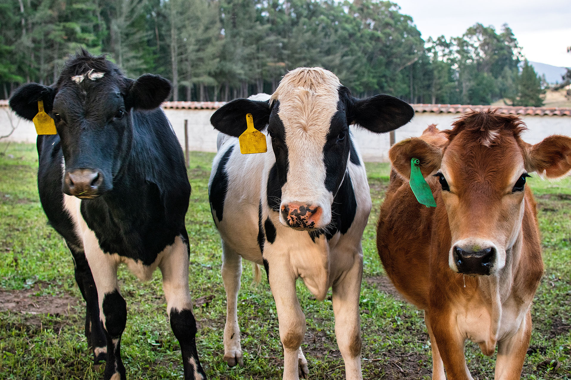 3 breeds of cow