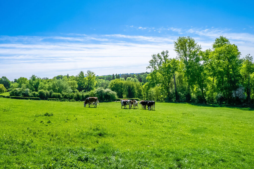 Raising cattle requires a large pasture to graze.