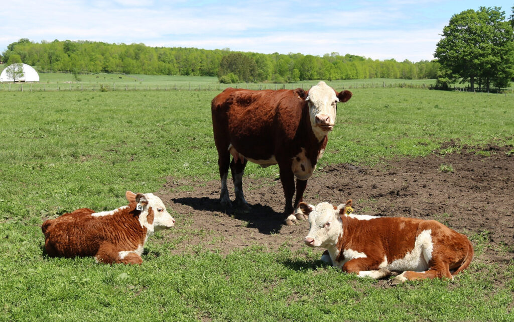 Beef life cycle shown in a pasture