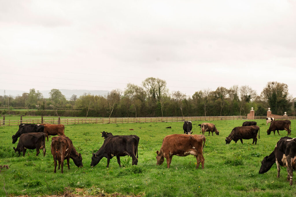 South Carolina Grass-fed beef cattle grazing in a pasture