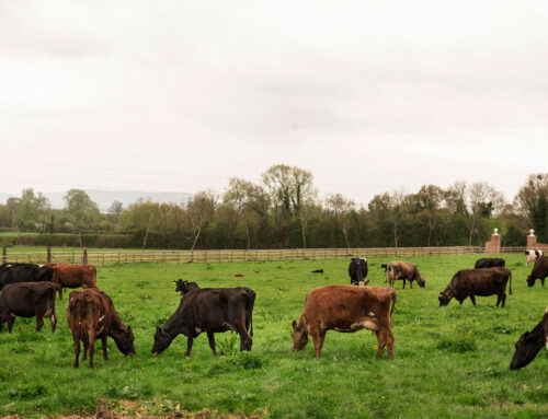 Top 10 Breeds of Cattle