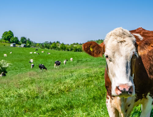 Raising Cattle in South Carolina is a Boost to Local Economy